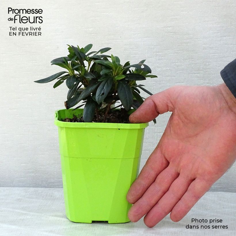 Azalea ENCORE Ruby Vaso da 1L/1,5L esemplare consegnato in inverno