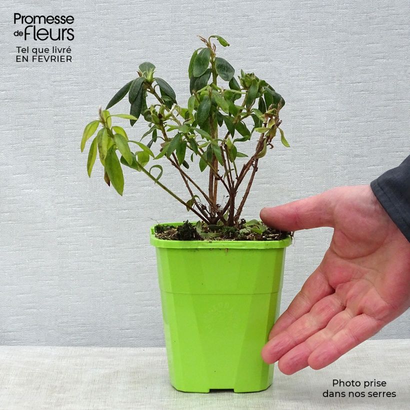 Azalea japonica ENCORE Starlite Vaso da 1L/1,5LAltezza consegnata circa 20/30cm esemplare consegnato in inverno