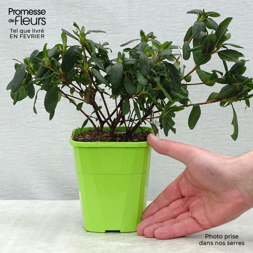Azalea japonica ENCORE Sunburst Vaso da 1L/1,5L esemplare consegnato in inverno