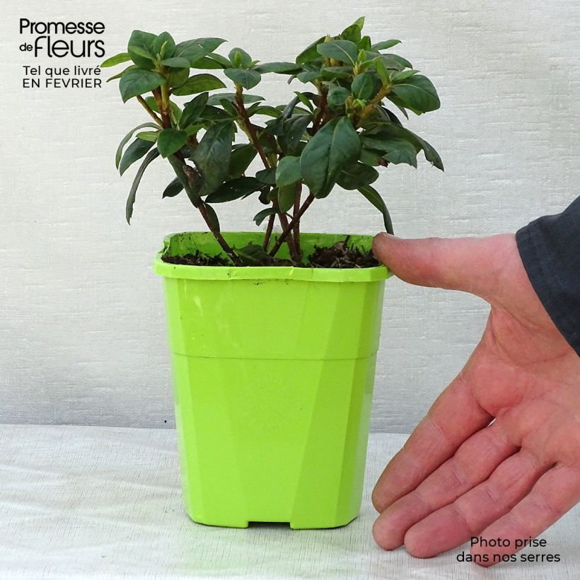 Azalea japonica ENCORE Sweetheart Vaso da 1L/1,5L esemplare consegnato in inverno