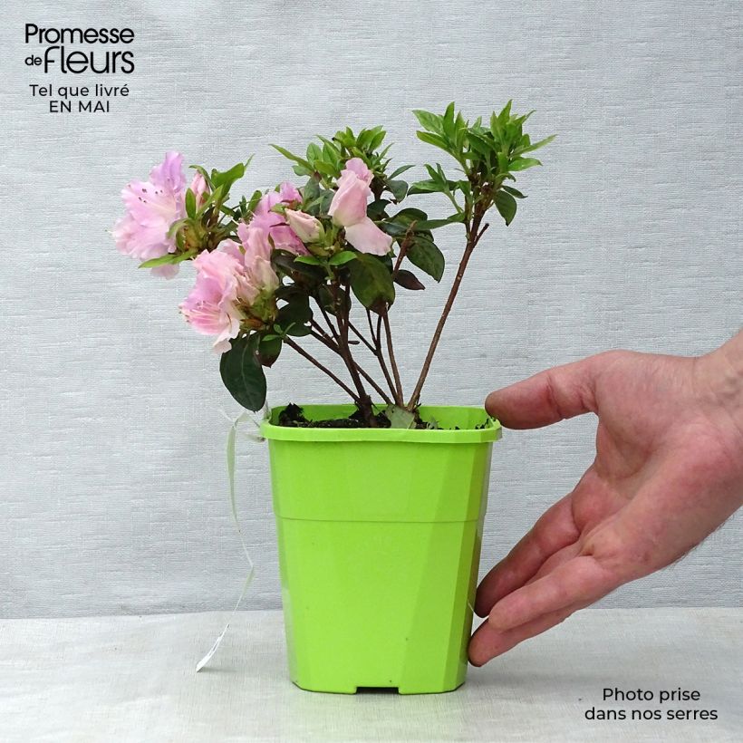 Azalea japonica ENCORE Sweetheart Vaso da 1L/1,5L esemplare consegnato in primavera