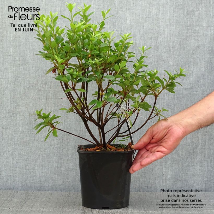 Esemplare di Azalea japonica Ben Morrisson Vaso da 2L/3L consegnato in estate