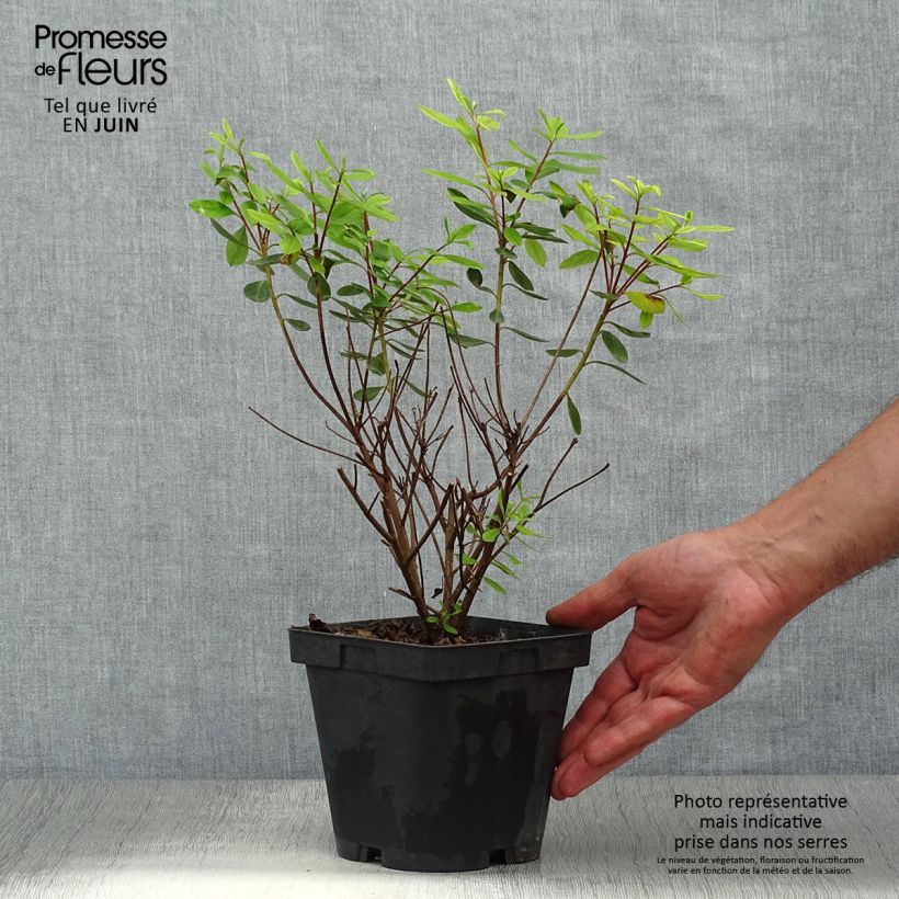 Esemplare di Azalea japonica Gilbert Mullie Vaso da 2L/3L consegnato in estate