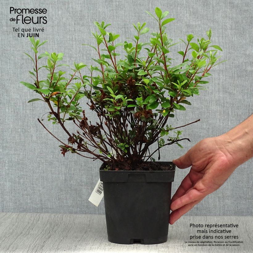 Esemplare di Azalea japonica Manuska Vaso da 2L/3L consegnato in estate