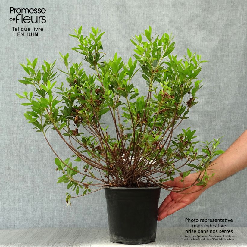 Esemplare di Azalea japonica Rosa King Vaso da 4L/5L consegnato in estate