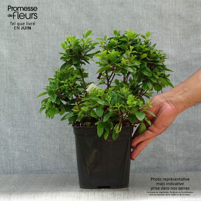 Esemplare di Azalea japonica Girard's scarlet Vaso da 2L/3L consegnato in estate