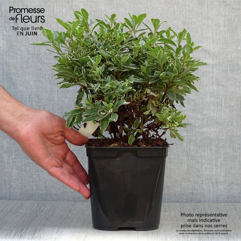 Esemplare di Azalea japonica Girard's Hot Shot Vaso da 2L/3LAltezza consegnata circa 30/40cm consegnato in estate
