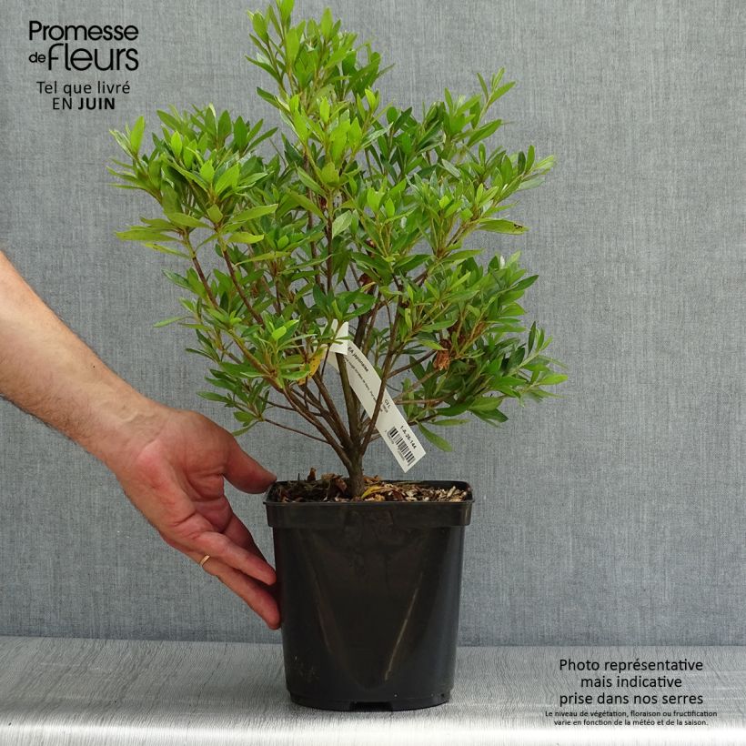 Esemplare di Azalea japonica Melle Vaso da 2L/3L consegnato in estate
