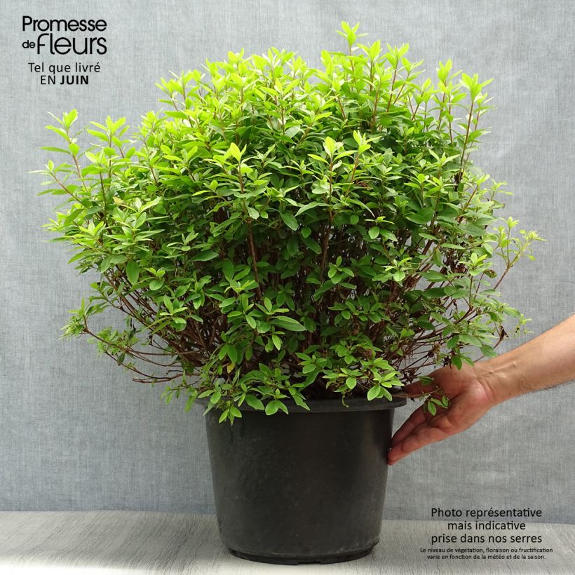 Esemplare di Azalea japonica Mme Van Hecke Vaso da 12L/15L consegnato in estate