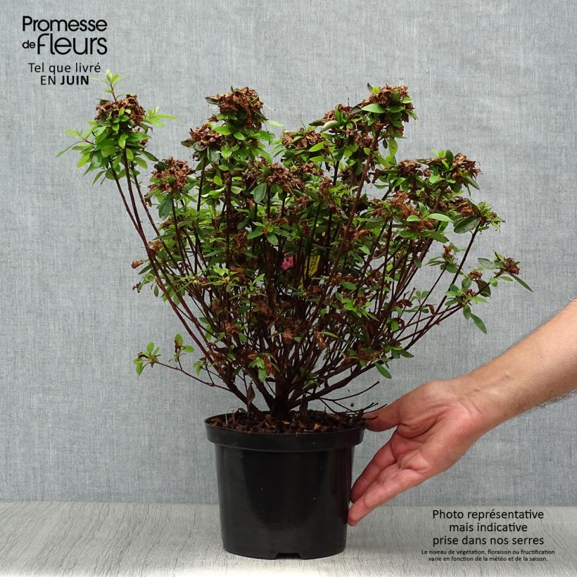 Esemplare di Azalea japonica Mme Van Hecke Vaso da 2L/3L consegnato in estate
