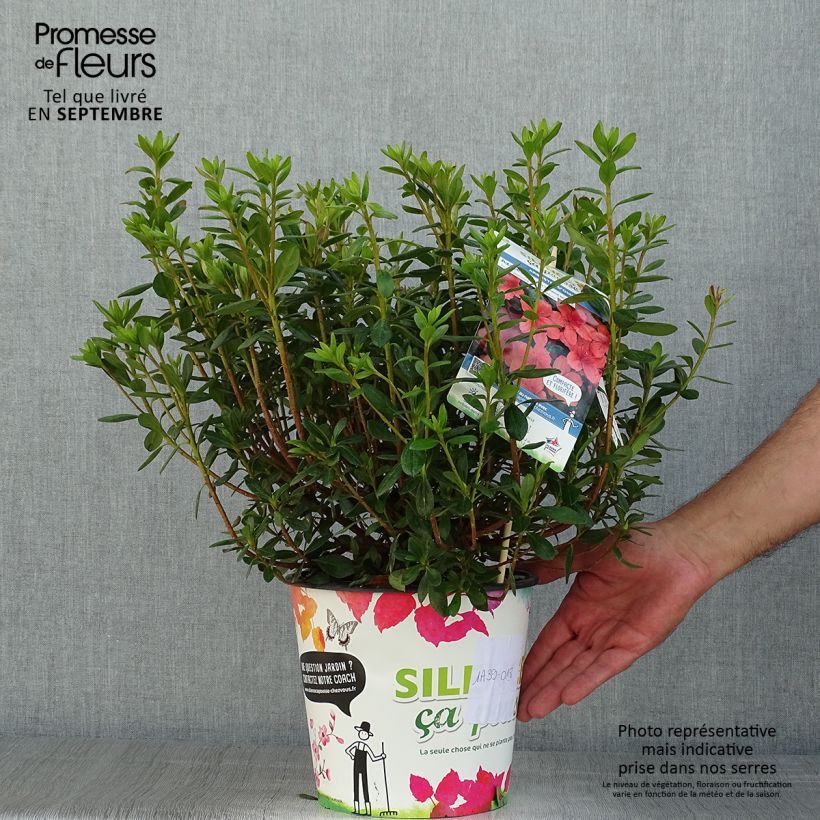 Esemplare di Azalea giapponese Orange Beauty - Rhododendron ibrido - Vaso da 2L/3L consegnato in estate