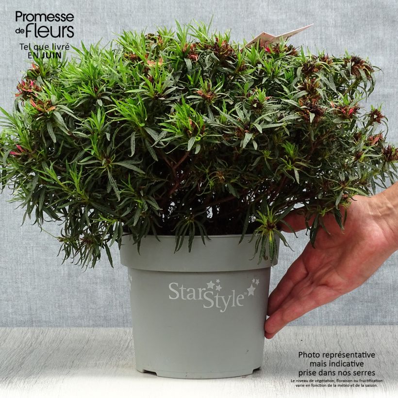 Esemplare di Azalea japonica Star Style Pink Vaso da 3L/4L consegnato in estate