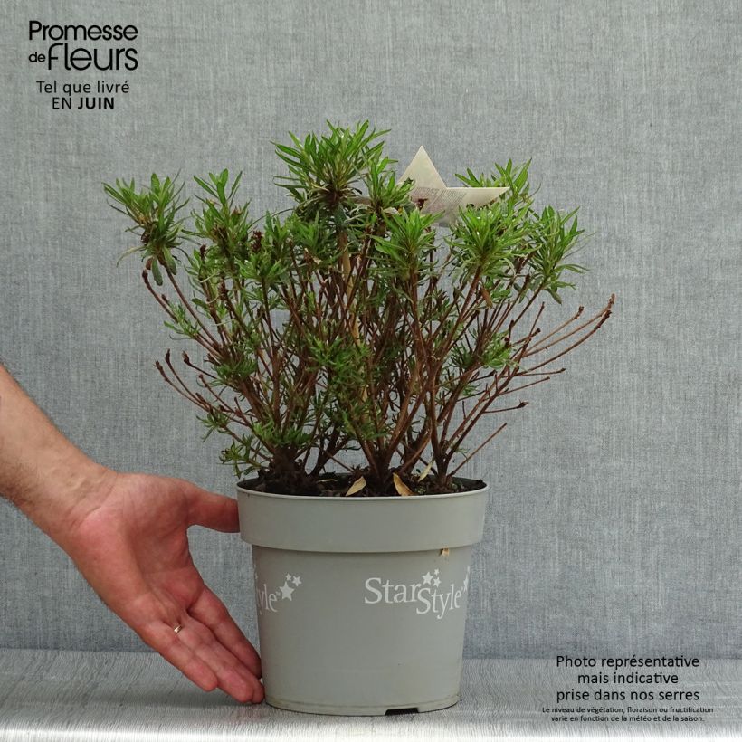 Esemplare di Azalea japonica Star Style Violet Vaso da 3L/4L consegnato in estate