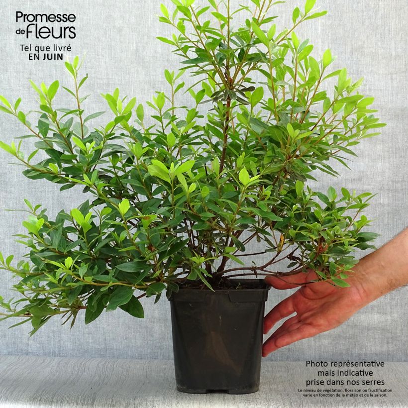 Esemplare di Azalea japonica Tamanini Vaso da 2L/3L consegnato in estate
