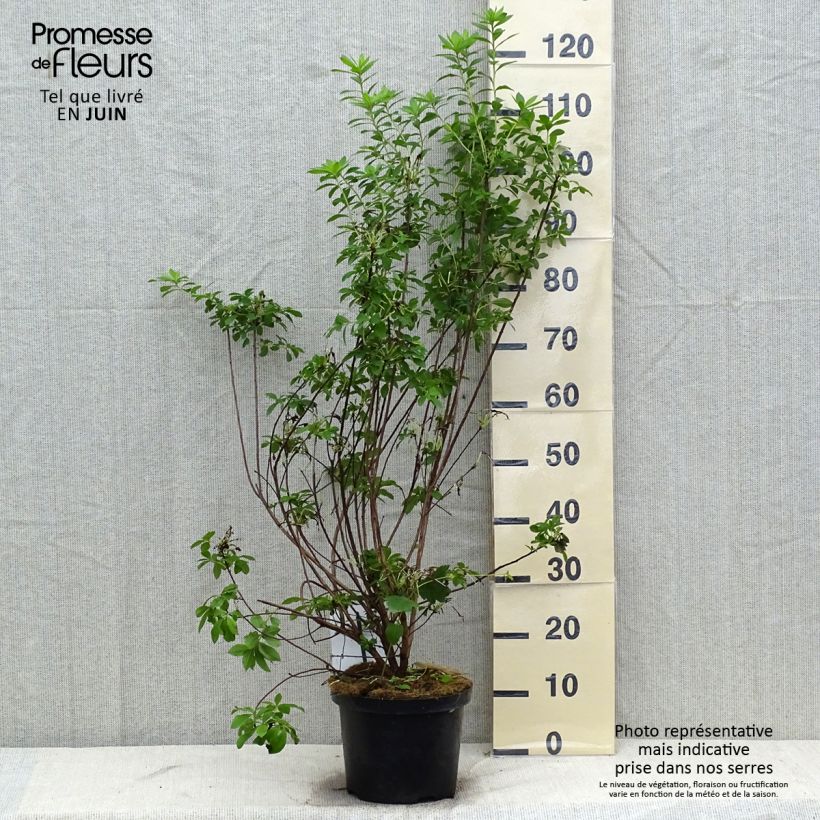 Esemplare di Azalea mollis Viscosa Vaso da 4L/5L consegnato in estate