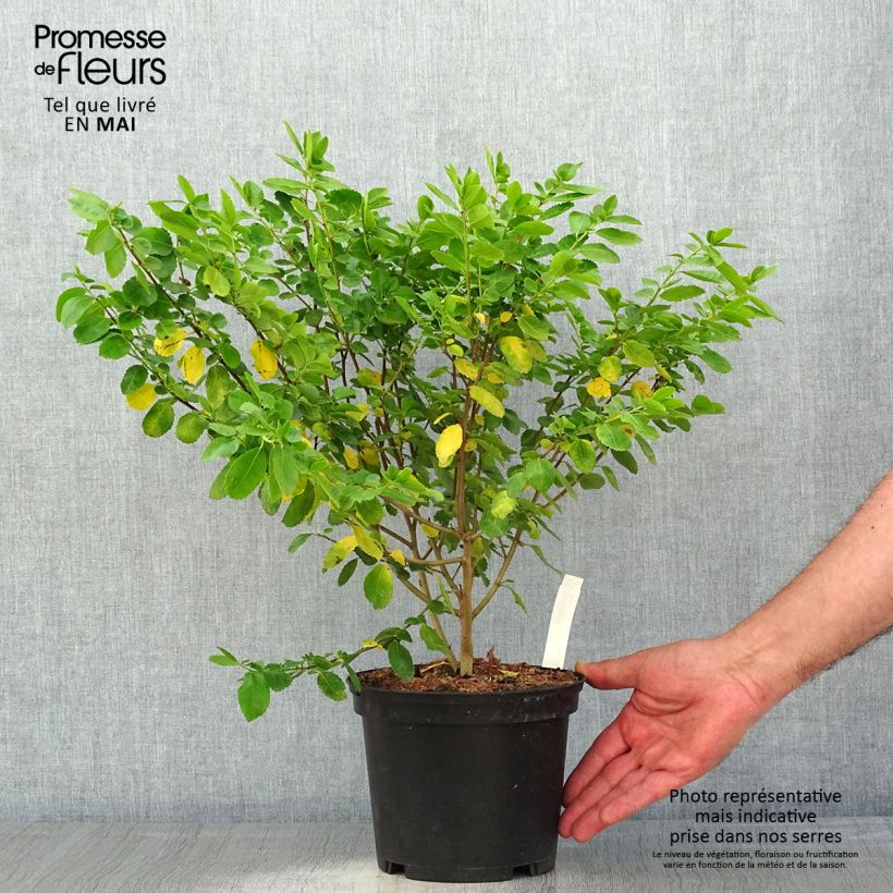 Azara serrata Vaso da 2L/3L esemplare consegnato in primavera