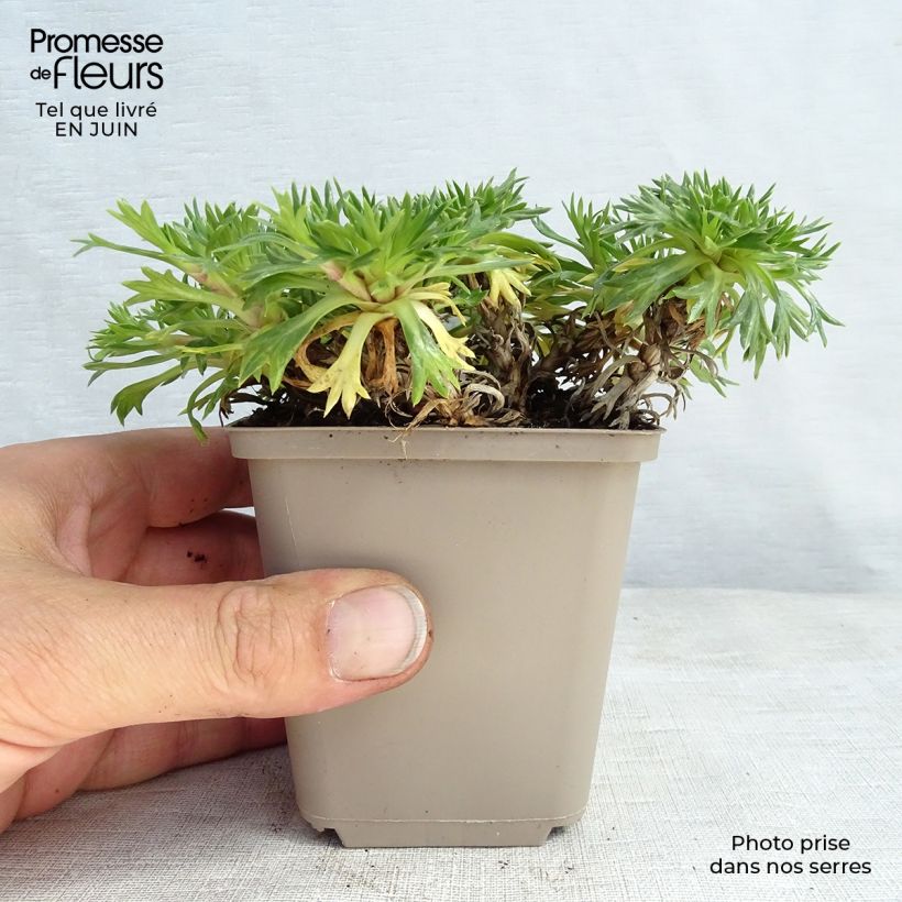 Esemplare di Azorella trifurcata Vasetto da 8/9 cm consegnato in estate