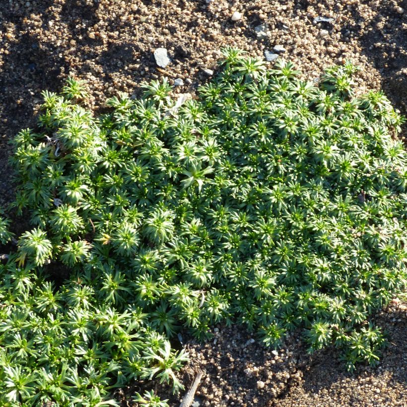 Azorella trifurcata Nana (Porto)