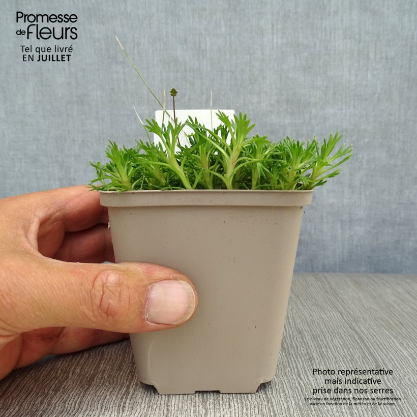 Esemplare di Azorella trifurcata Nana Vasetto da 8/9 cm consegnato in estate