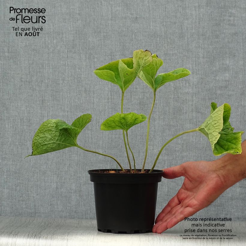 Esemplare di Brunnera macrophylla Betty Bowring Vaso da 2L/3L consegnato in estate