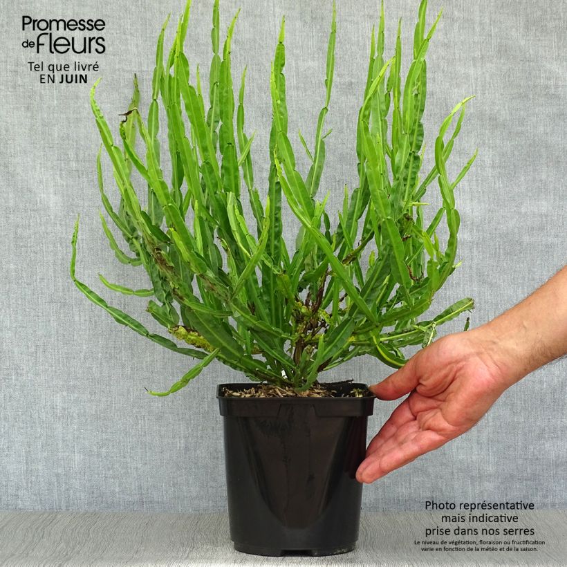 Esemplare di Baccharis genistelloides Vaso da 3L/4L consegnato in estate