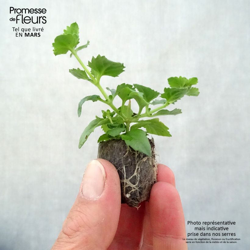 Bacopa Scopia Gulliver Blue Sensation mini zolla... esemplare consegnato in primavera