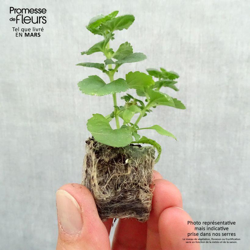 Bacopa Gulliver Dynamic White mini zolla... esemplare consegnato in primavera