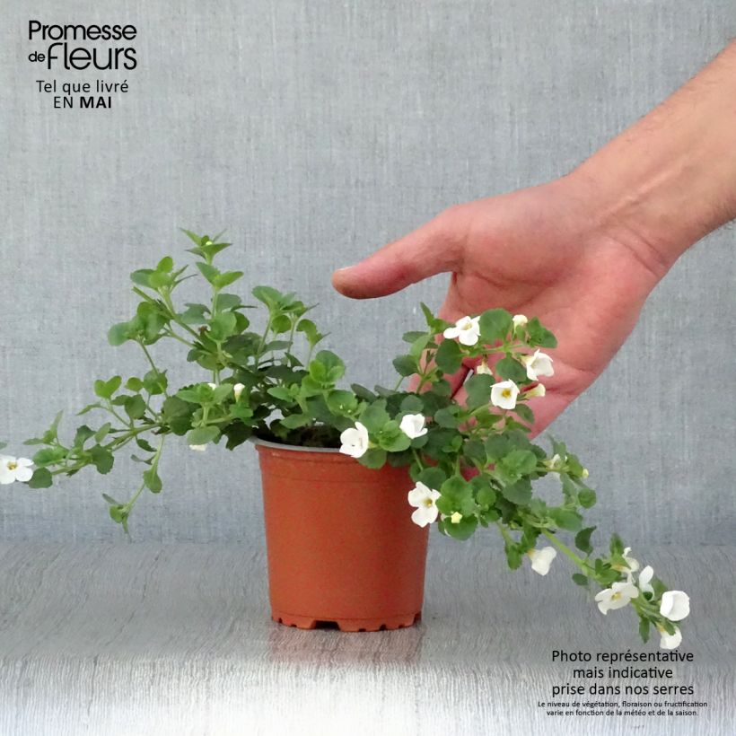 Bacopa Gulliver Dynamic White Vasetto da 8/9 cm esemplare consegnato in primavera