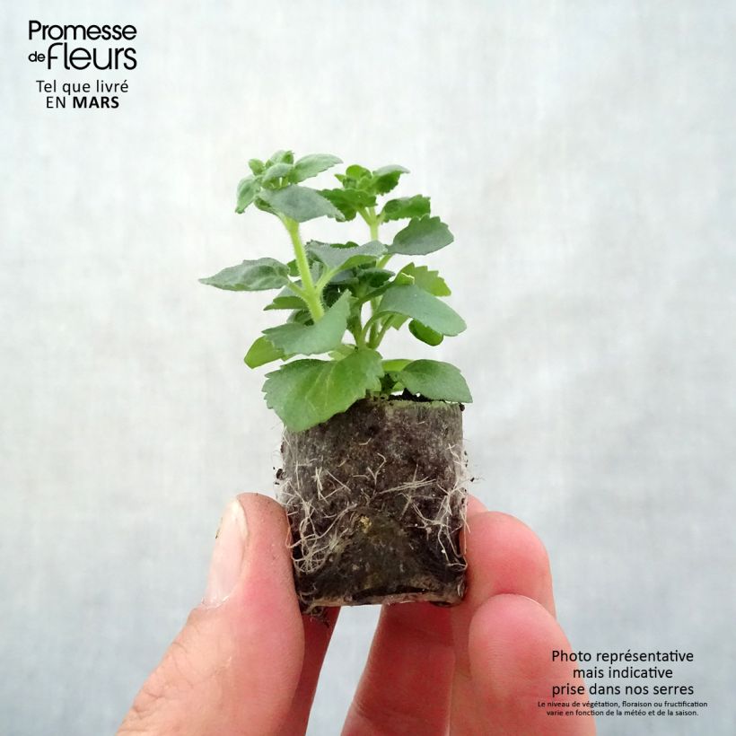 Bacopa Scopia Gulliver Pink Heart Improved mini zolla... esemplare consegnato in primavera