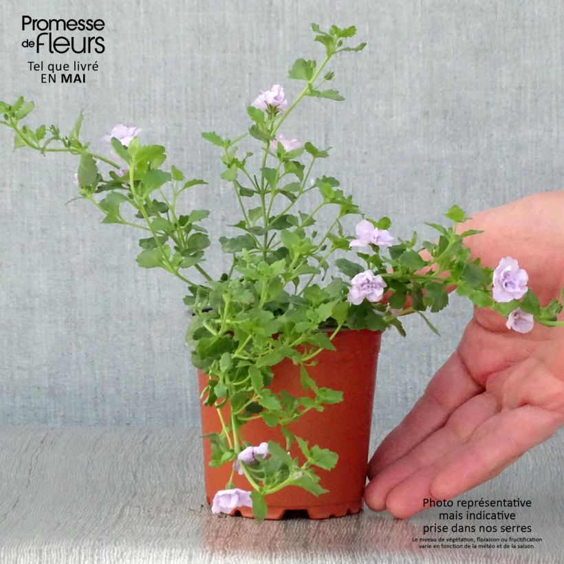 Bacopa Scopia Double Lavender Vasetto da 8/9 cm esemplare consegnato in primavera