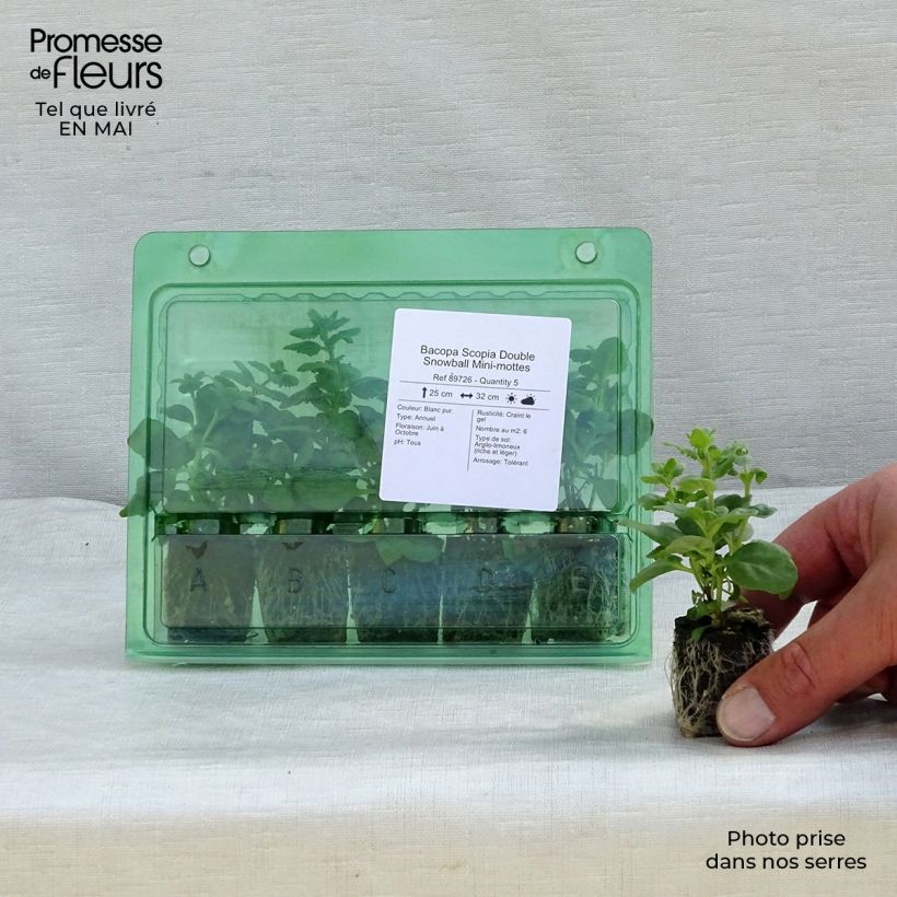 Bacopa Scopia Double Snowball mini zolla... esemplare consegnato in primavera