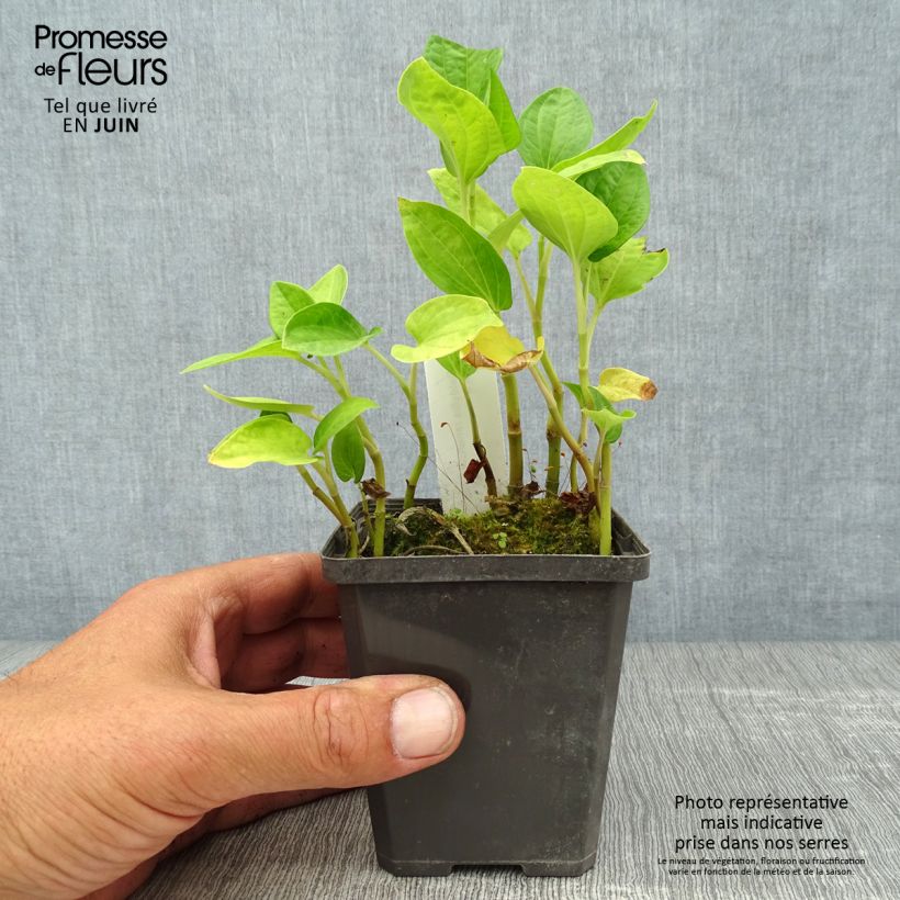 Esemplare di Baldellia ranunculoides - Mestolaccia ranuncoloide Vasetto da 8/9 cm consegnato in estate