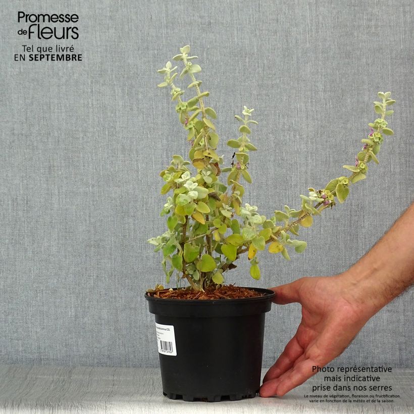 Esemplare di Ballota pseudodictamnus - Cimiciotta greca Vaso da 2L/3L consegnato in estate