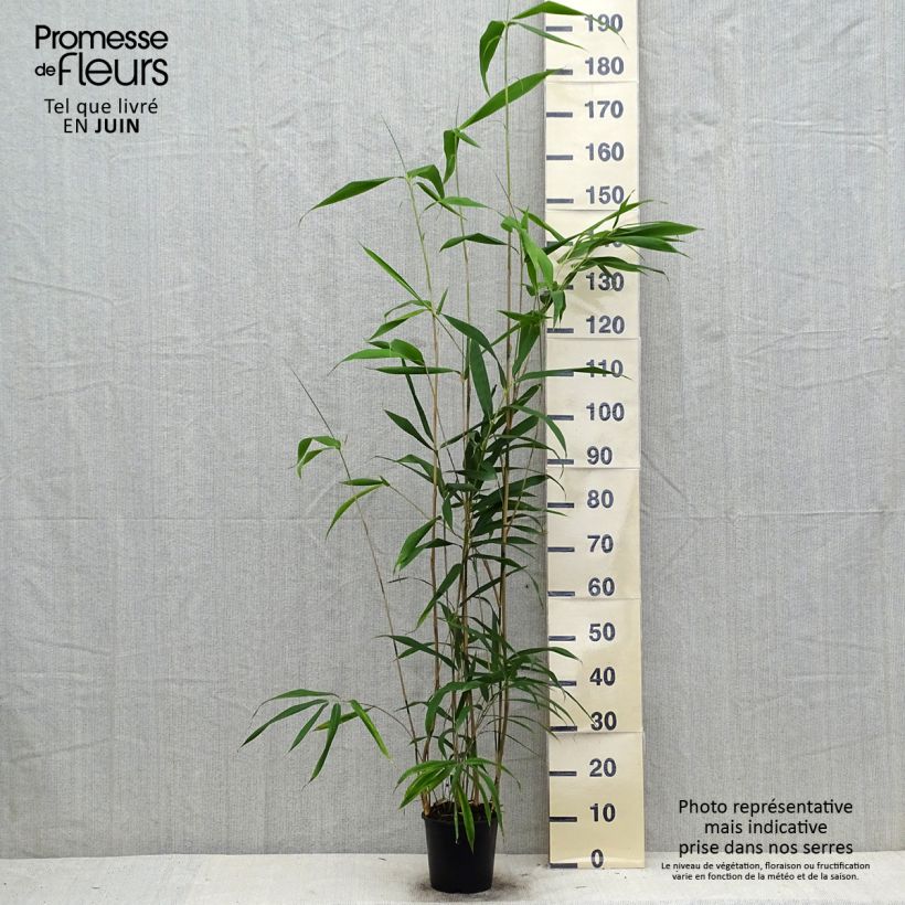 Esemplare di Pseudosasa japonica - Bambusa Metake Vaso da 2L/3L consegnato in estate