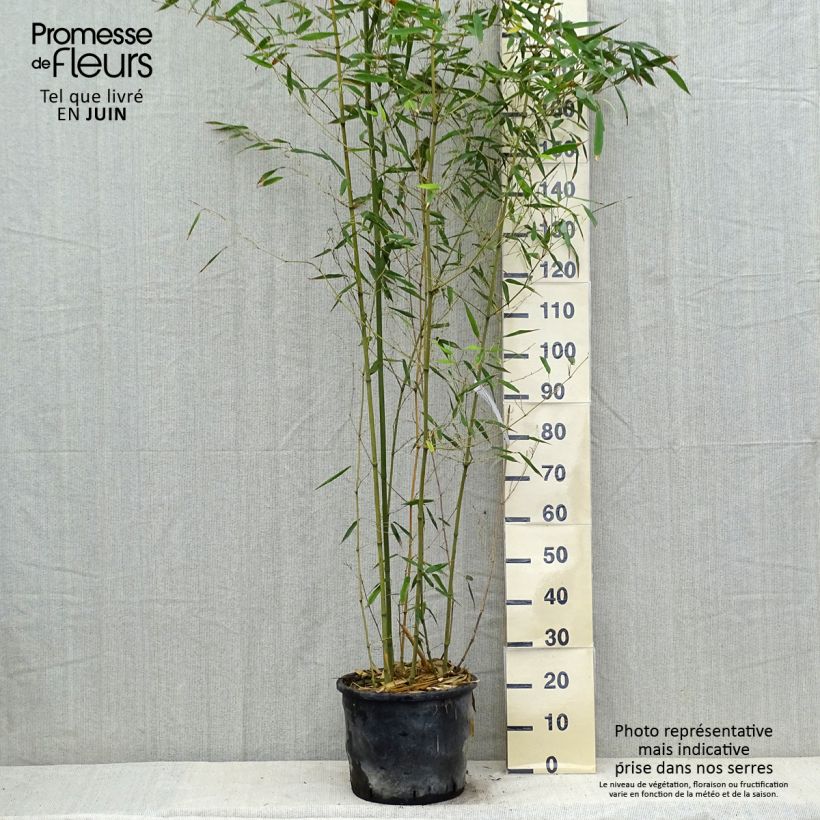 Esemplare di Phyllostachys bissetii - Bambù Vaso da 12L/15L consegnato in estate