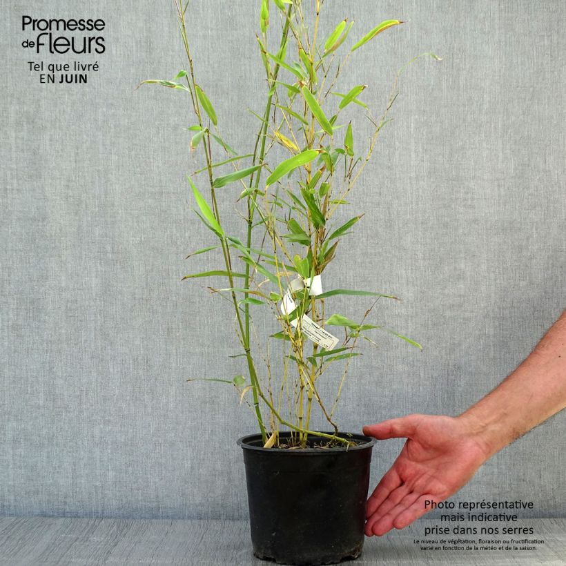 Esemplare di Phyllostachys bissetii - Bambù Vaso da 2L/3L consegnato in estate