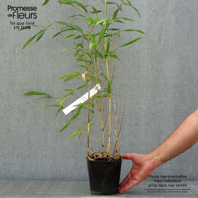 Esemplare di Phyllostachys aureosulcata Aureocaulis - Bambù aureosulcato Vaso da 2L/3L consegnato in estate