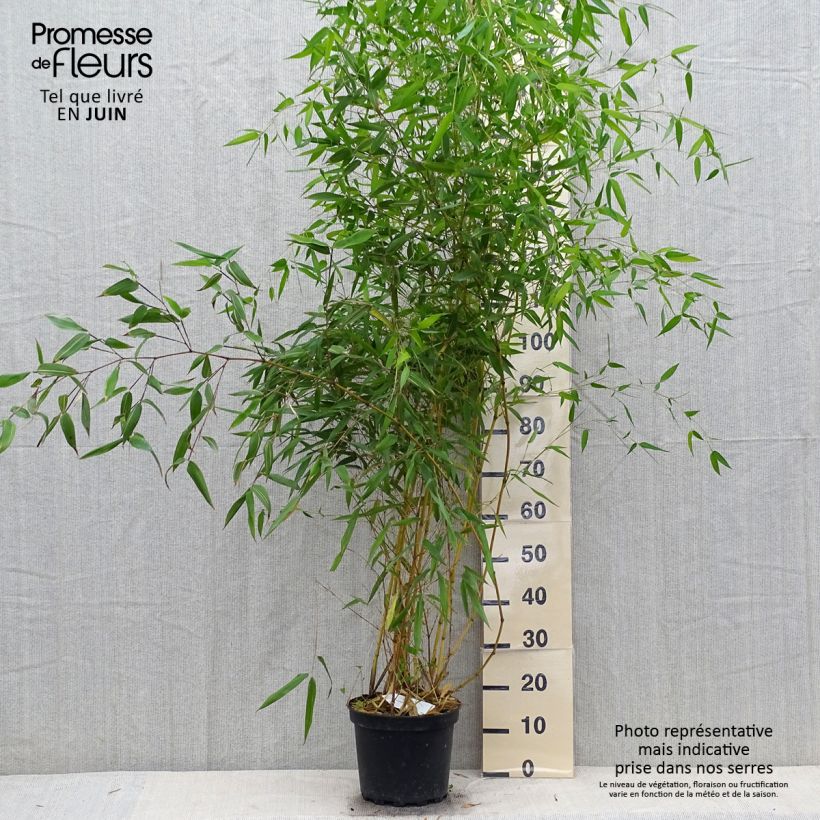 Esemplare di Phyllostachys aureosulcata Aureocaulis - Bambù aureosulcato Vaso da 4L/5L consegnato in estate
