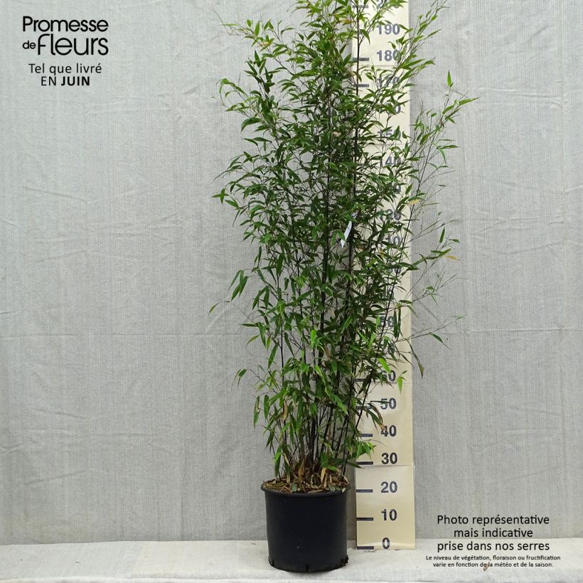 Esemplare di Phyllostachys nigra - Bambù nero Vaso da 12L/15L consegnato in estate