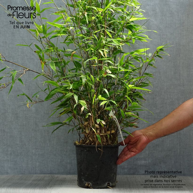 Esemplare di Phyllostachys nigra - Bambù nero Vaso da 4L/5L consegnato in estate