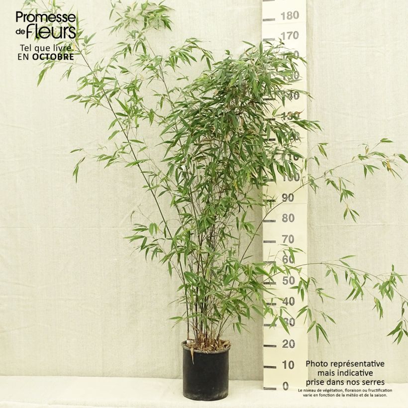 Esemplare di Phyllostachys nigra - Bambù nero Vaso da 7,5L/10L consegnato in estate