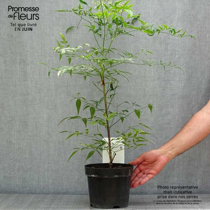 Esemplare di Nandina domestica Brightlight Vaso da 3L/4L consegnato in estate
