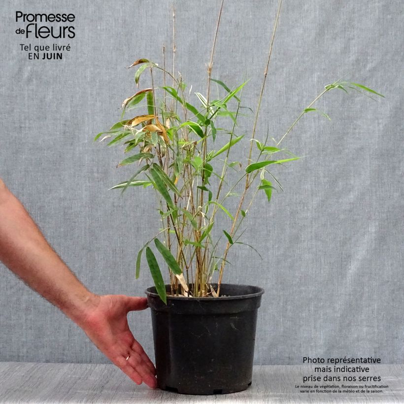 Esemplare di Bambusa glaucescens multiplex Alphonse Karr Vaso da 4L/5L consegnato in estate