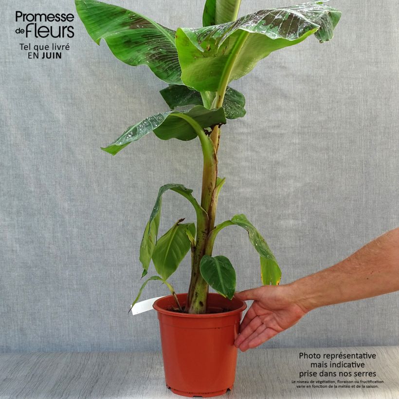 Esemplare di Musa acuminata Dwarf Cavendish Vaso da 6L/7L consegnato in estate