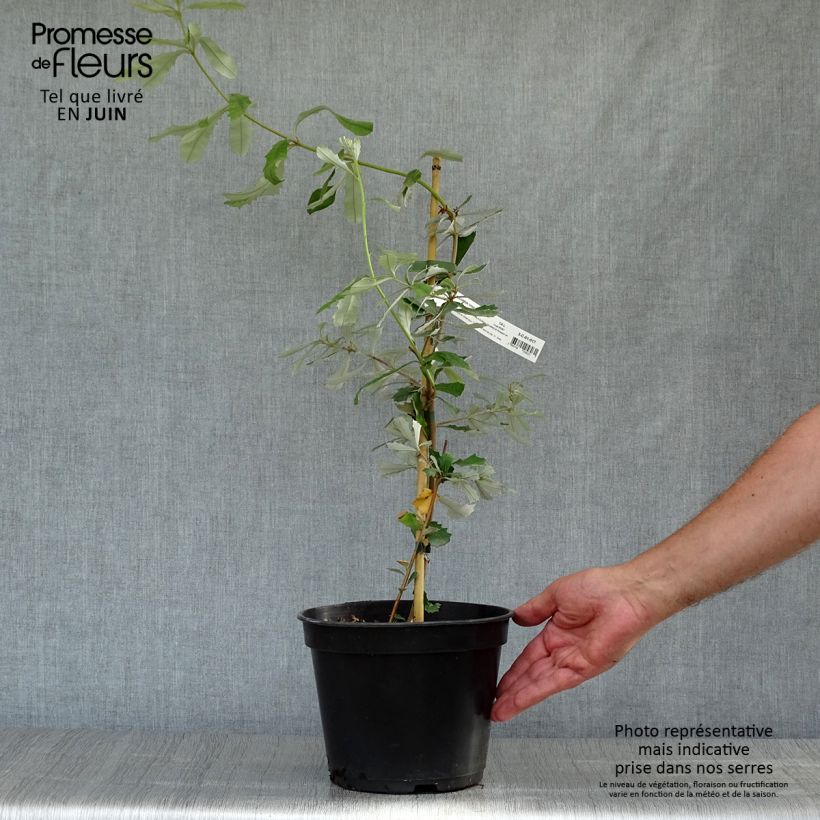 Esemplare di Banksia integrifolia Vaso da 3L/4L consegnato in estate
