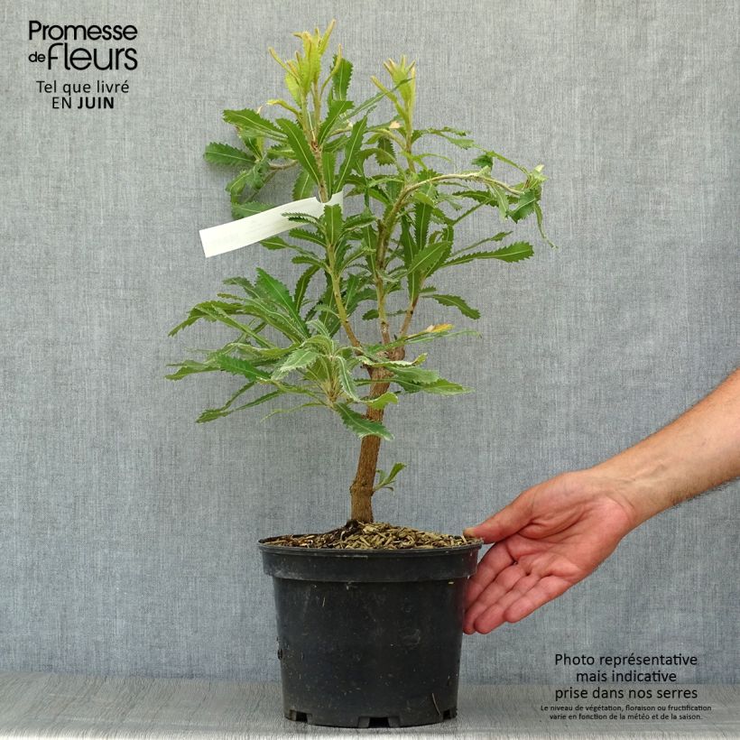 Esemplare di Banksia serrata Vaso da 4L/5L consegnato in estate
