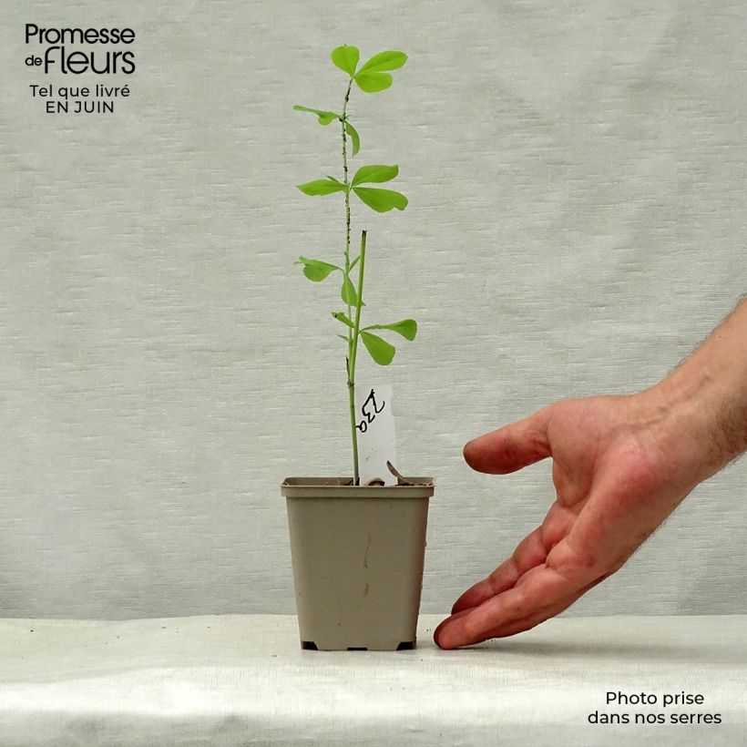 Esemplare di Baptisia Indigo Spires - Indaco falso Vasetto da 8/9 cm consegnato in estate