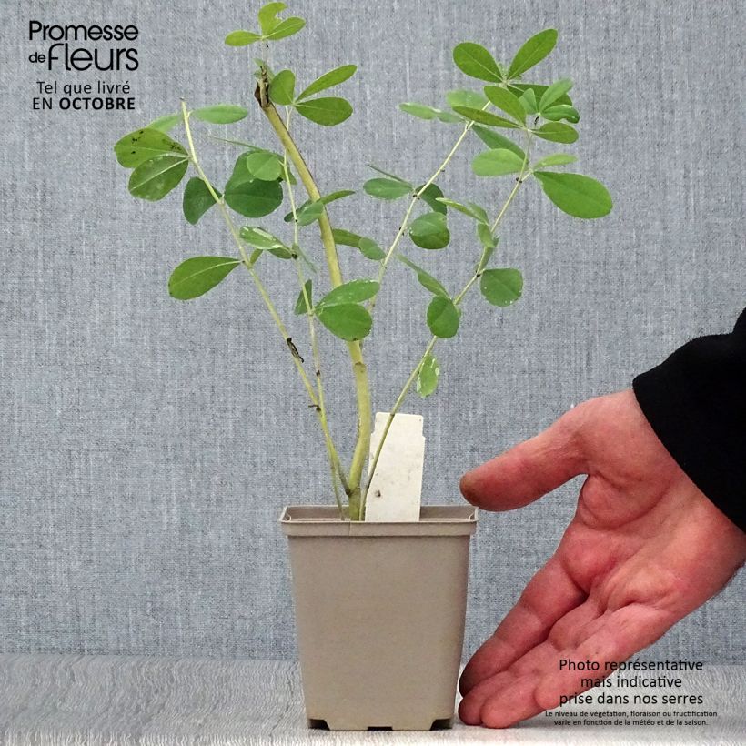 Esemplare di Baptisia Indigo Spires - Indaco falso Vasetto da 8/9 cm come consegnato in autunno