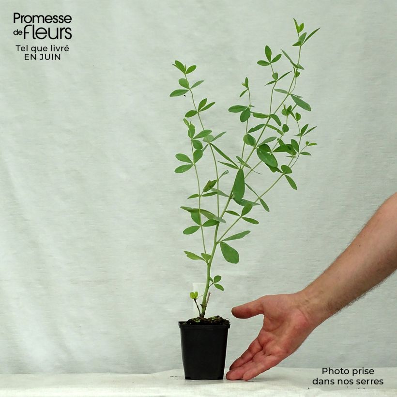 Esemplare di Baptisia Starlite Prairieblues - Indaco falso Vasetto da 8/9 cm consegnato in estate