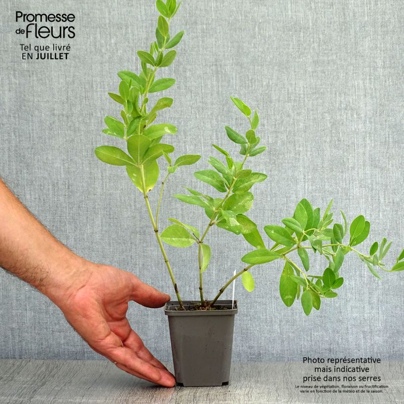 Esemplare di Baptisia sphaerocarpa Vasetto da 8/9 cm consegnato in estate